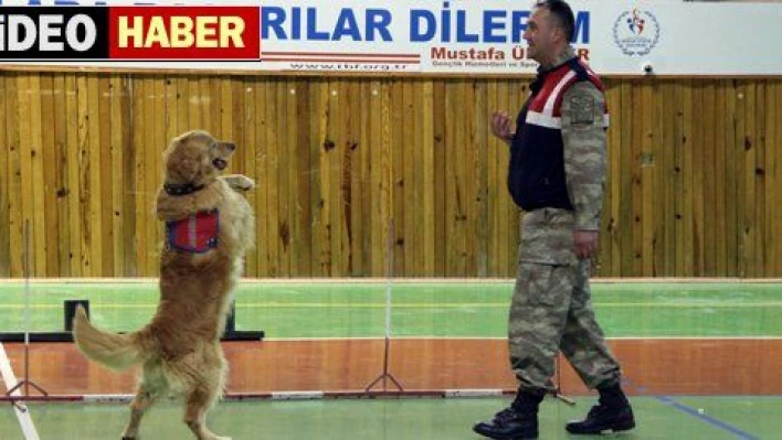 JANDARMADAN KÖPEKLERLE GÖSTERİ