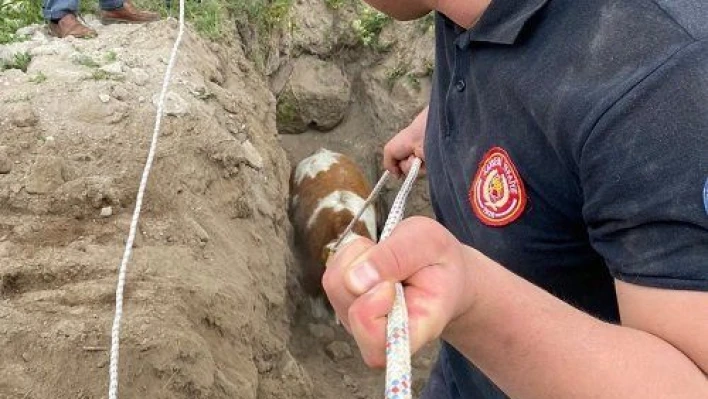 Kayıp inek kuyudan çıktı