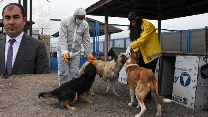 Binlerce sokak köpeğini sıcak yuvaya kavuşturdular