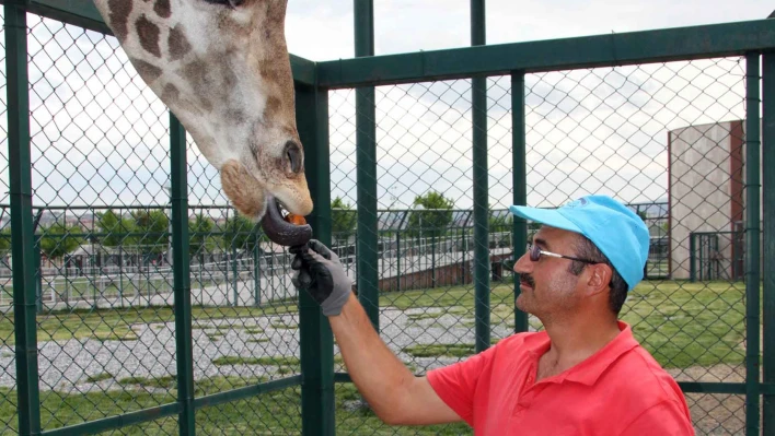 Zürafa Zambak'ın en sevdiği meyve yenidünya