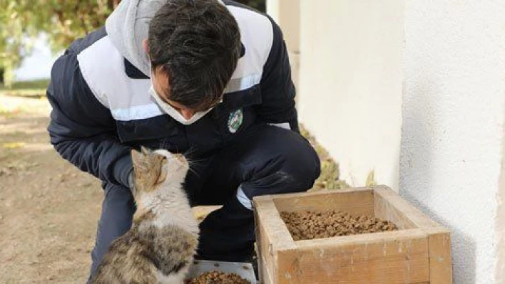 Sokak hayvanlarını özel ekip besliyor