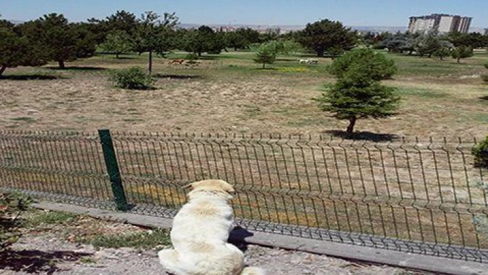 ERÜ kampüsünü köpekler sardı