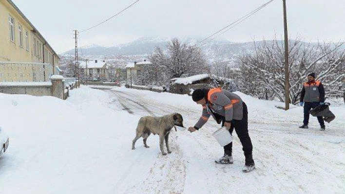 Melikgazi soğuk kış günlerinde sokak hayvanlarını unutmadı