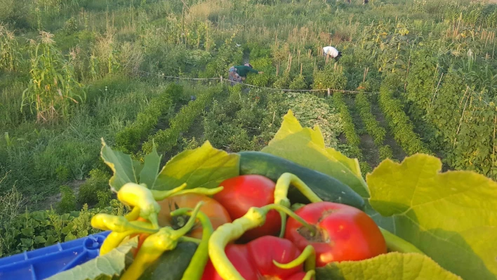 Kayseri Şeker'den çalışanlarına hobi bahçesi