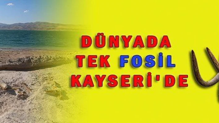 DÜNYADA TEK FOSİL KAYSERİ'DE