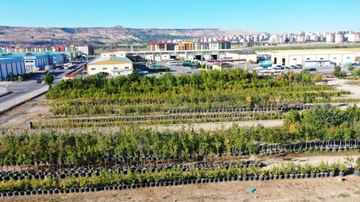 Kayseri'nin yeşil dokusu çeşitlendiriliyor - Bakın kentte neler yetişiyor?