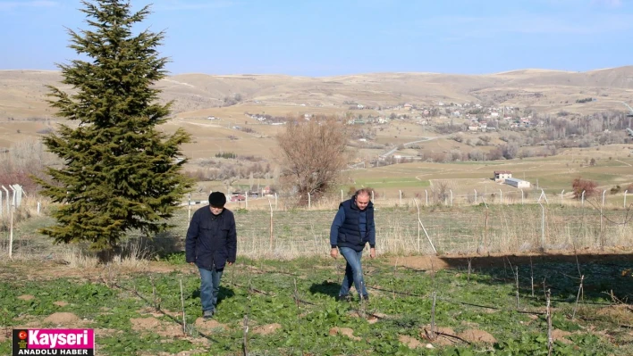 Kayserili baba oğul aronya yetiştiriyor