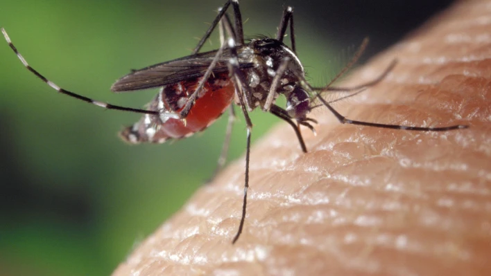 Kayserililer Sivrisinekleri Kendiniz Çekiyor Olabilirsiniz!