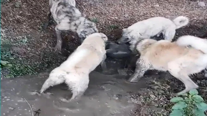 Köpek dövüşü yayınlayan şahsa işlem yapıldı