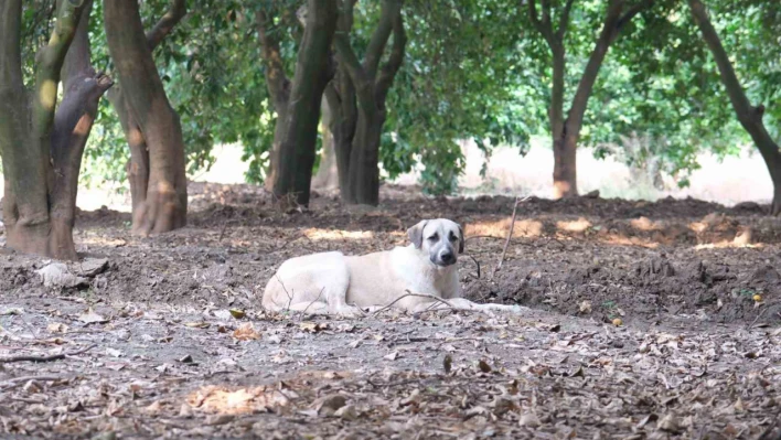 Köpek Korkusu Adana'yı Sardı Bekçi Bile Geceleri Bahçede Dolaşamıyor!