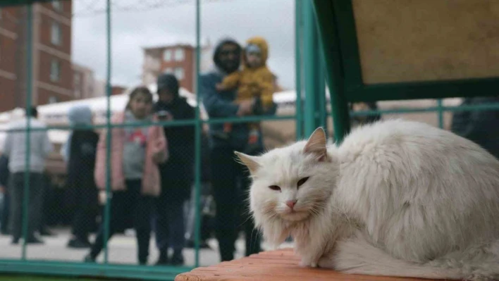 Kocasinan'da kedi kasabası açıldı