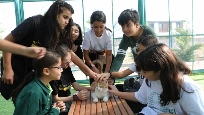 Küçük Dostlar Kedi Kasabası'na yoğun ilgi!