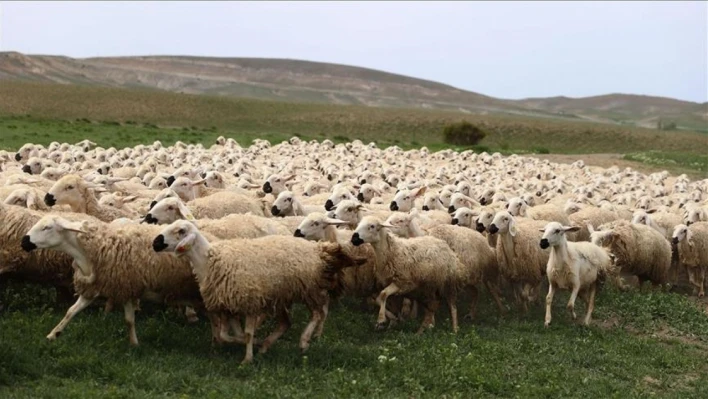 Kurban Bayramı'nda kaç küçükbaş satıldı?