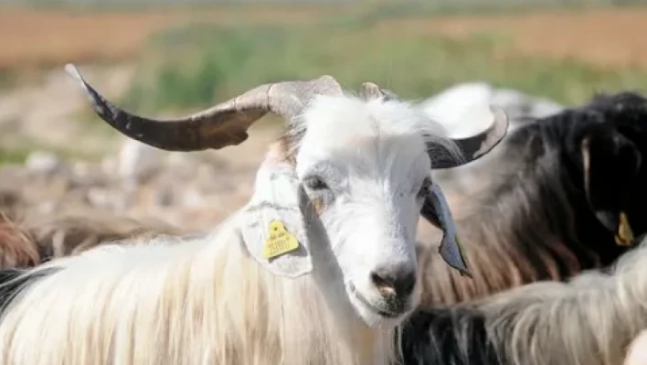 Kurban kesmek farz mı? Kimlere farz?