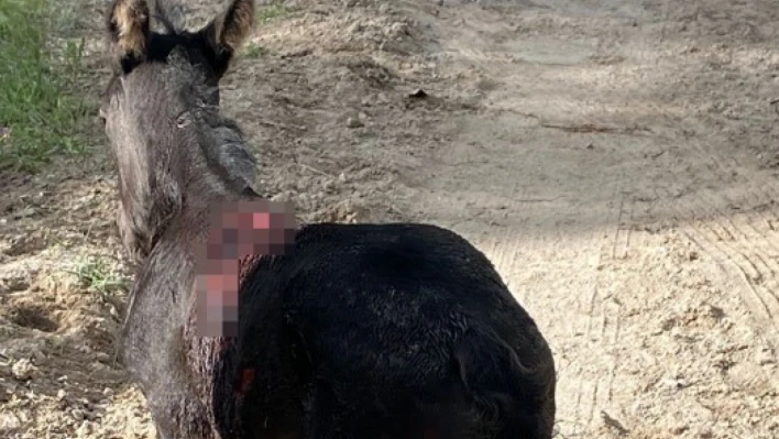 Nevşehir'de sokak köpekleri atlara saldırdı