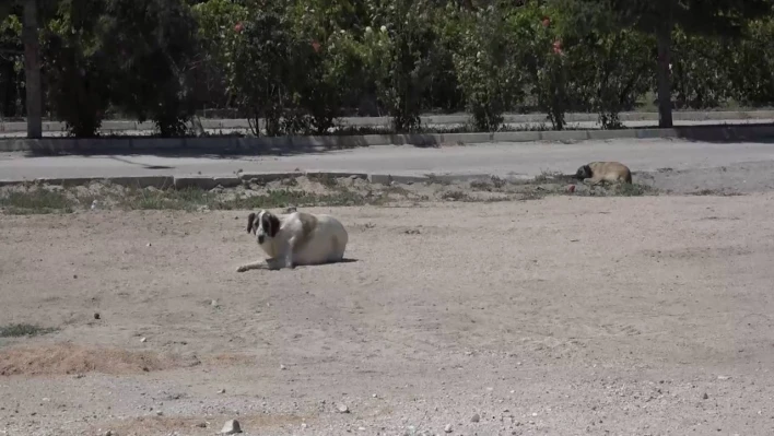 Kuduz şüphesi olan köpeğin testi negatif çıktı