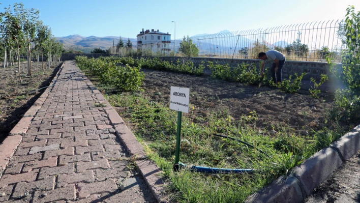 Süper meyve Kayseri'de üretiliyor!