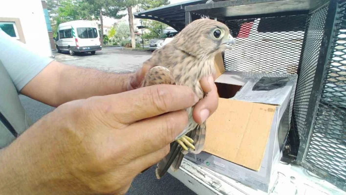 Yaralı kerkenez tedavi altına alındı