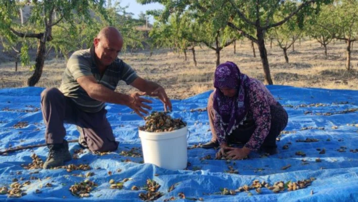 Yozgatlı badem üreticisi yüksek verimi bakın nasıl kutladı?